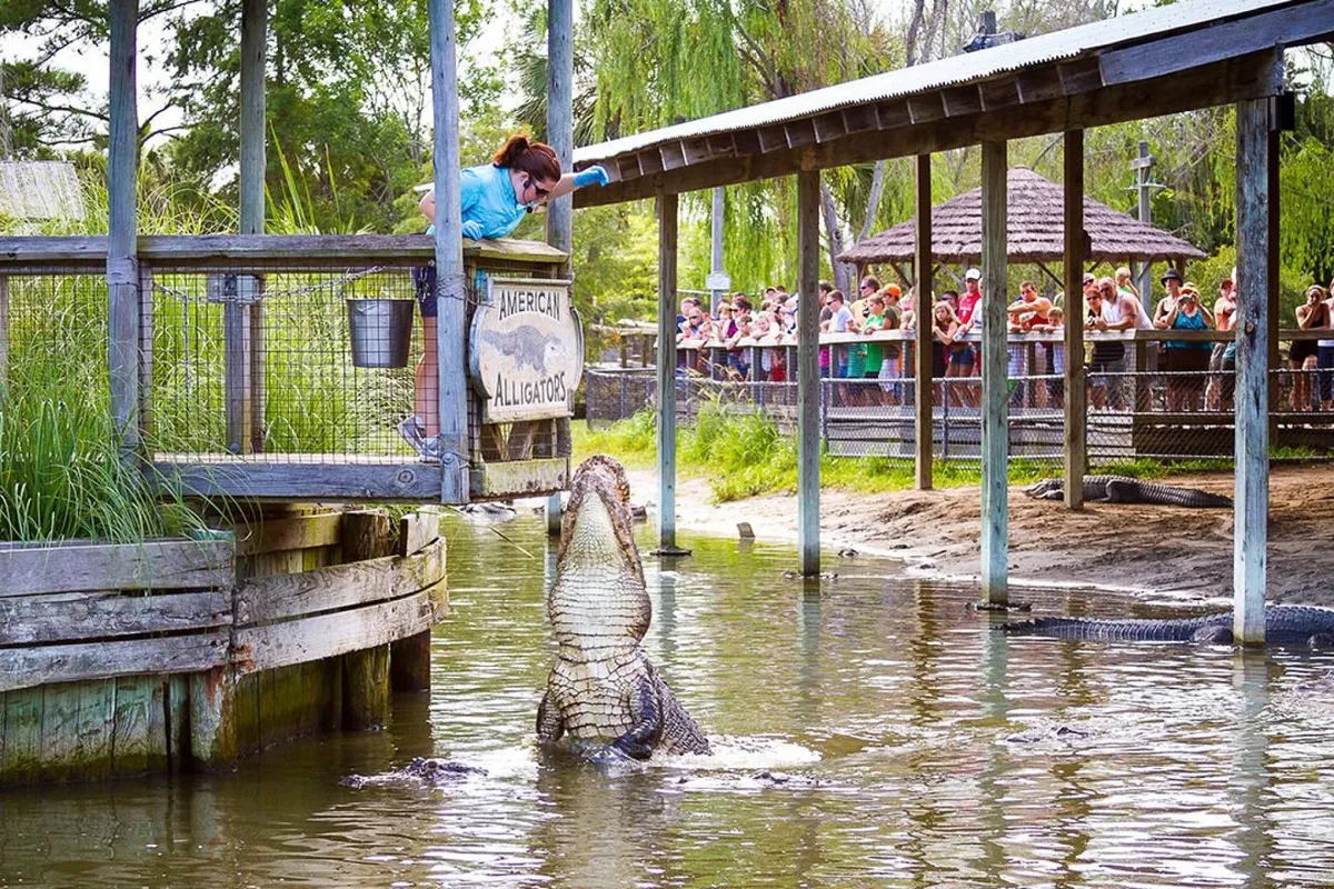 The image captures an exciting wildlife encounter at Barefoot Landing, with a woman feeding an alligator while a crowd of onlookers watches, set against informative signage and lush outdoor surroundings. The scene conveys a sense of adventure and group enjoyment.